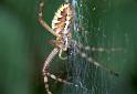 Argiope_bruennichi_F2221_Z_80_Les Gris_Frankrijk